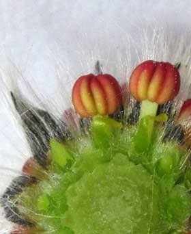 ネコヤナギの雄花の横断面　赤い葯と花糸と白い毛が密生する苞　拡大