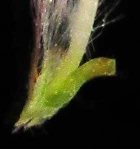 花粉を出すネコヤナギの雄花の腺体