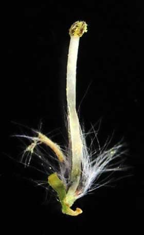 ネコヤナギの雄花の構造　葯と花糸と苞の拡大