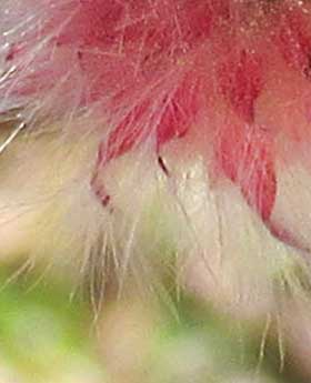 ピンク色がエレガントなピンクネコヤナギの苞葉