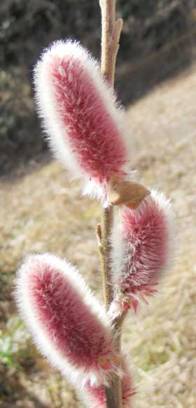 綺麗なピンクネコヤナギの花序