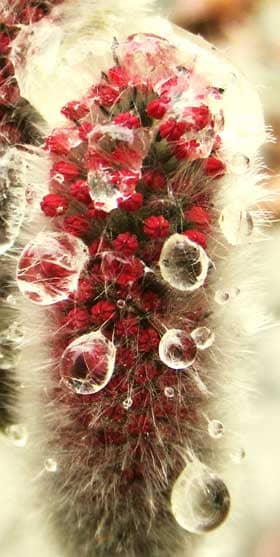 水滴を弾く赤い葯が出てきたネコヤナギの雄花