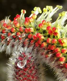 水滴を弾く赤い葯が弾けて花粉が出てきたネコヤナギの雄花序
