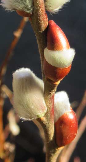 赤い芽鱗を脱ごうとするネコヤナギの花芽