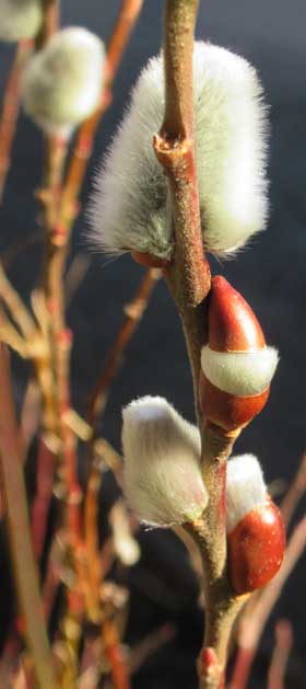 赤い芽鱗を脱ごうとするふかふかとしたネコヤナギの花芽