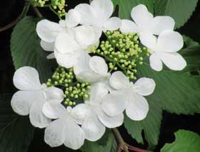 白い装飾花がきれいなヤブデマリ