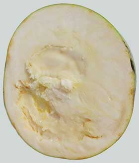 ポポー　20cm近くある巨大なポトマックの果実の断面