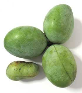 ３つの実がついたポトマックの果実と通常サイズのポポーの果実