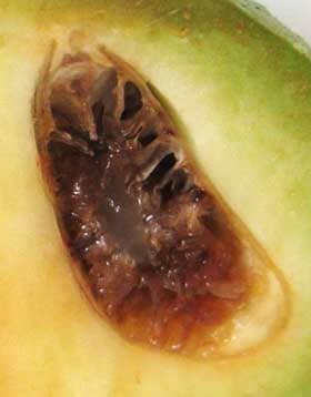 ゲル化した胚乳と反芻胚乳が形成され始めているポポーの未熟果の中の種子の断面