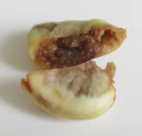 ポポーの未熟果の中から取り出した種子の断面のゲル状の反芻胚乳