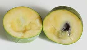 ポポー プロリフィクスの断面