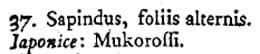 Flora Iaponica 448pよりムクロジについての掲載部分　37. Sapindus, foliis alternis. ;Japonice: Mukoroffi. 