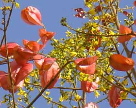 美しいオオモクゲンジの花
