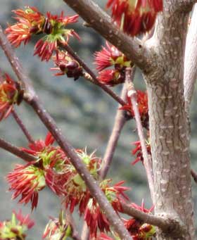 サクラに似た樹皮で赤い特徴的な花を咲かせるフサザクラ