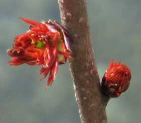 赤いフサザクラの蕾と開き始めの花