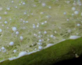 未熟なガガイモの果皮をむいた時に白い乳液が出てきたようす　拡大