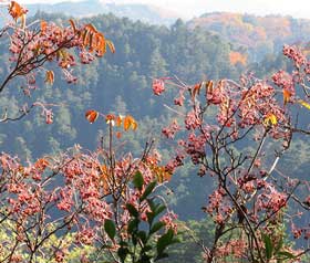 秋の大仁田山へ向かう時に開ける展望　ゴンズイの実の奥に東京側の山並みが見える