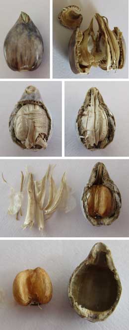 ジュズダマの実と思われている苞葉鞘の中の様子の断面と物と中に入っている種子
