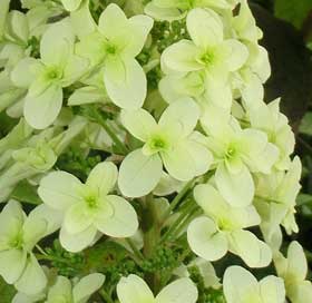 カシワバアジサイの白い花　拡大
