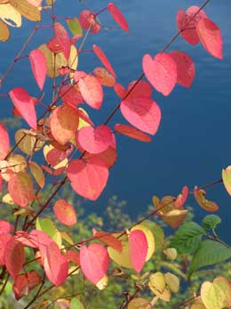 かわいいハート形のピンク色に紅葉したカツラの葉