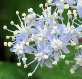 花粉が美しく輝く頃のコアジサイの花　拡大