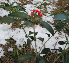 雪の中赤い実を残すミヤマシキミ