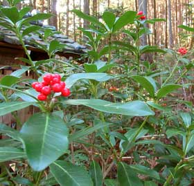 いぼとり地蔵さまの脇のミヤマシキミが晩秋に赤い実をつけている