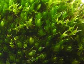 繊細な形と色の苔の拡大写真