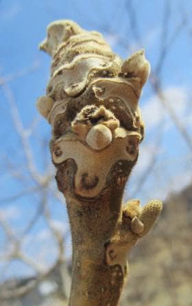 葉痕界かわいさNO1人気のオニグルミの葉痕