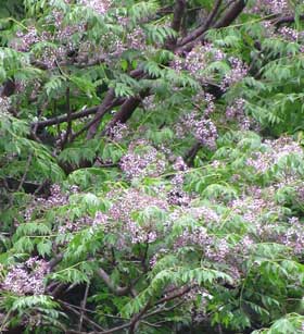 初夏に紫色の花をつけるセンダンの木