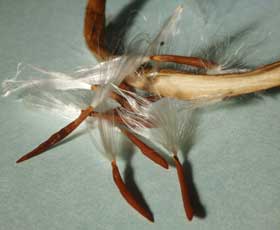 褐色の袋果から種髪のついた種子が姿を現すテイカカズラ　拡大