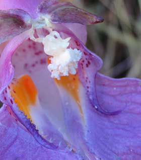 ツリフネソウの蕊部分拡大
