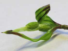 未熟なツリフネソウの実の中　種子が２つ入っている