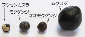フウセンカズラとモクゲンジとオオモクゲンジとムクロジの種子の大きさの比較