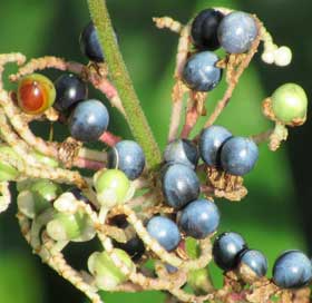 淡い緑色から褐色、濃い藍色へと変化するヤブミョウガの実　拡大