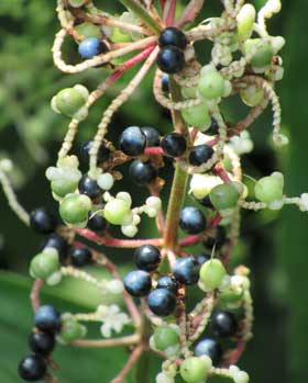 淡い緑色と濃い藍色の実が混在するヤブミョウガ