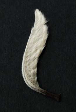 ホオノキの天使の羽根