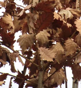 真冬に枝に残る柏の葉