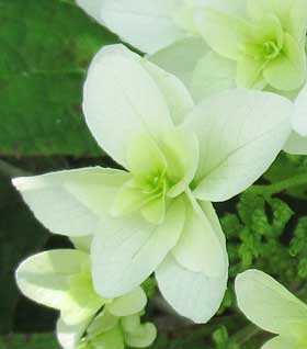 綺麗なカシワバアジサイの白い花　拡大