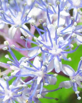 紫と白い色が美しいコアジサイの花　拡大