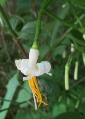 白くカールした花弁に黄色の長い雄しべが特徴的なウリノキの花