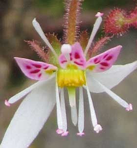 花粉のついた雄しべを前方に出すユキノシタの花を上から見たところ
