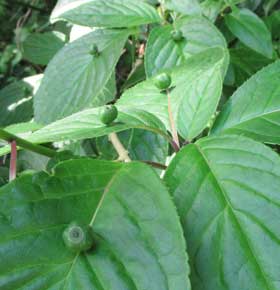 ハナイカダの葉の中央に緑色の実が１つずつなるハナイカダ