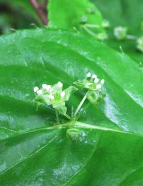 葉の中央の葉脈上の複数の雄花が花粉を出しているハナイカダ