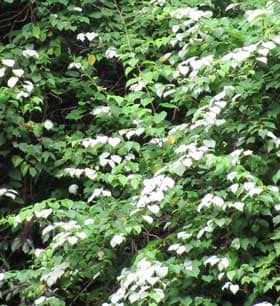 白い葉の目立つ生い茂るマタタビ