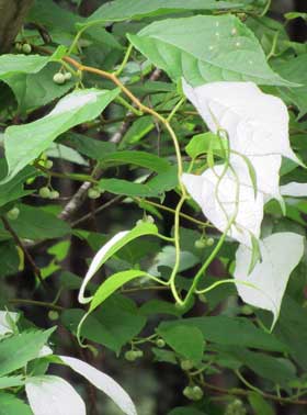 マタタビの白い葉と同時に見られる多数の蕾