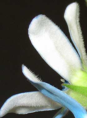 青いうさぎの耳のようなルリトウワタの花