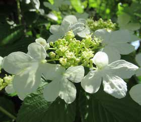 白色のたくさんの小さな花を雪のように白い装飾花が取り囲む咲き始めの頃のヤブデマリの花冠