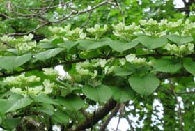 枝の上に水平に整然と並んで花を咲かせるヤブデマリの白い花