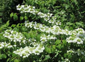 初夏の新緑の中、雪のような白い花を沢山咲かせるヤブデマリ